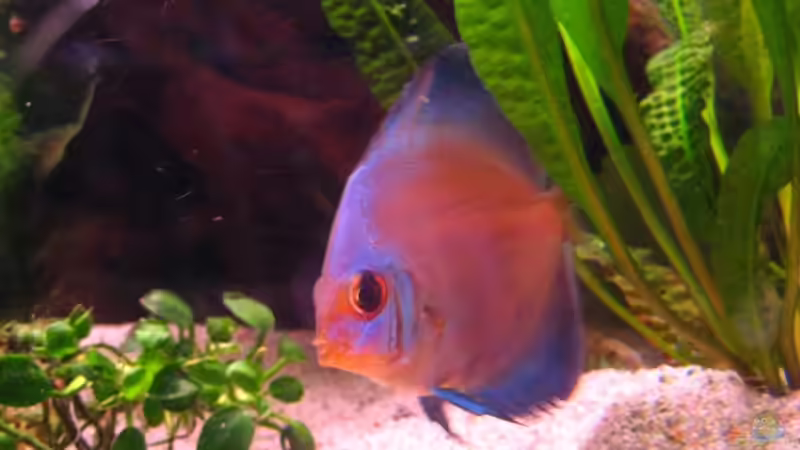 Kobalt von Dennis (3)