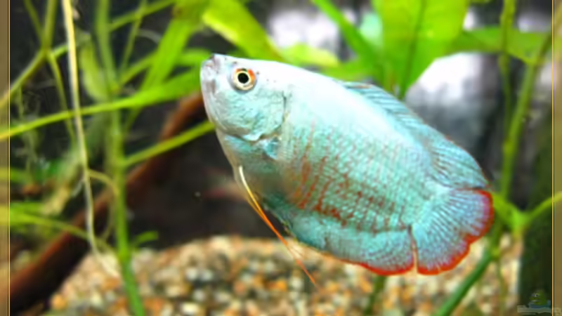 Kobaltblauer Zwergfadenfisch (altes Bild) von tomtirol (9)