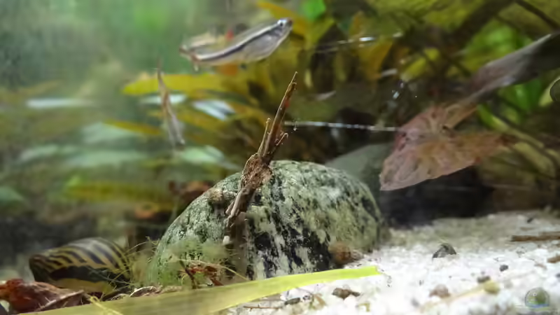 Köcherfliegenlarve + Zebrarennschnecke von paris (17)