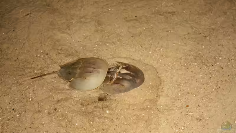 Koehler unterwegs - Dierenpark Emmen