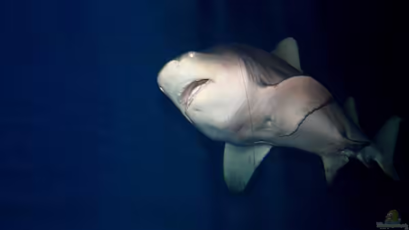 Koehler unterwegs - Dierenpark Emmen