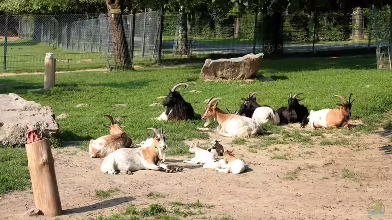 Koehler unterwegs - Opel Zoo