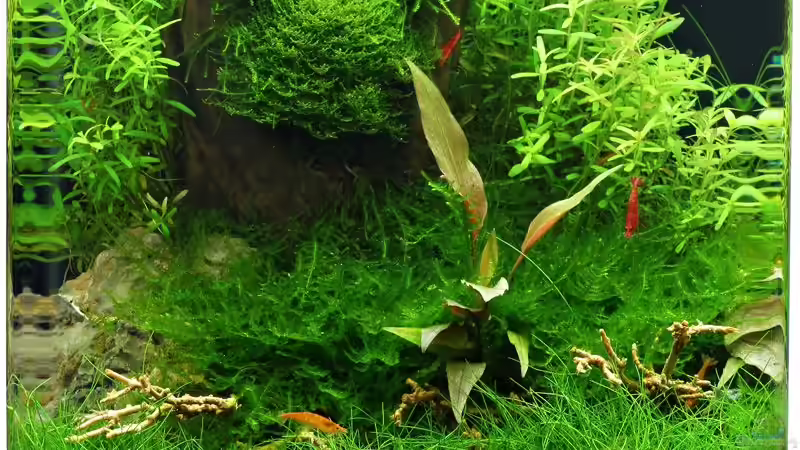 Kölle-Zoo Mitarbeiter und Einrichtungsbeispiele.de-Mitglied zum Vizemeister gekürt!