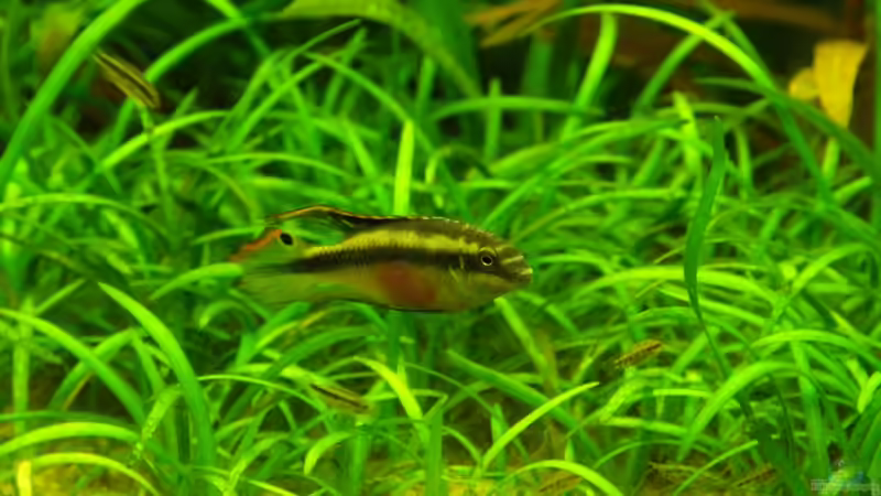 Königschichliden-Bock mit Nachwuchs von Rheinländer (40)