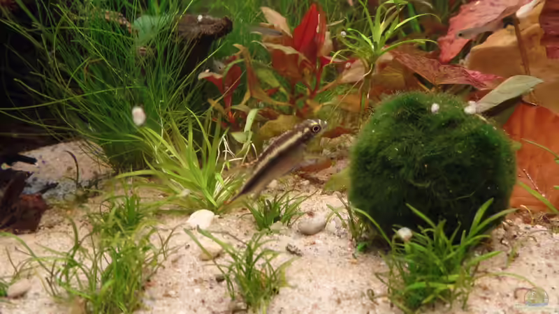 Königscichlide von raubsau (50)