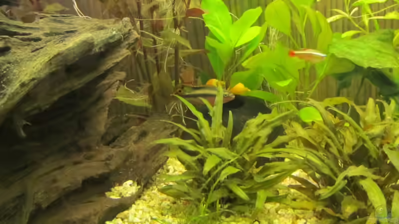 Königscichlide von Thomas Priebe (7)