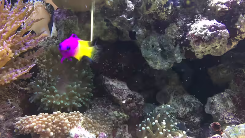 Königsfeenbarsch Loreto  von Embasch (19)