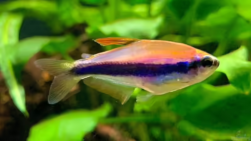 Königssalmler von Fäbi_CH (4)