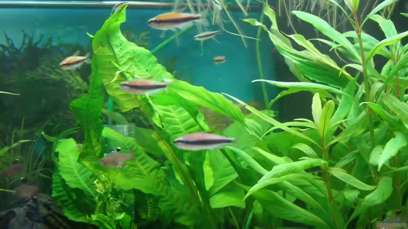 Königssalmler von KaSa (14)