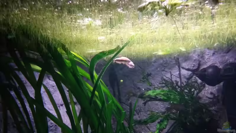 Königssalmler von Steffen und Felix (32)