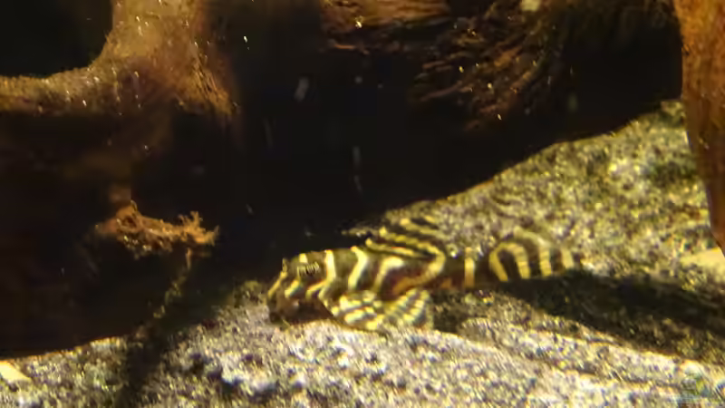 Aquarien mit Hypancistrus sp. "L 66" (Einrichtungsbeispiele für Königstiger-Harnischwels)