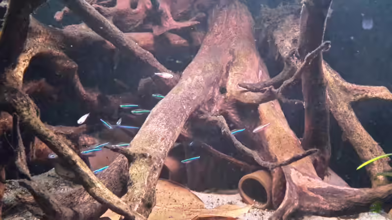 Können Aquariumfische Krankheiten übertragen?