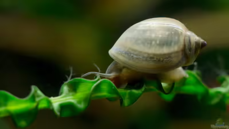 Können es zu viele Schnecken im Gartenteich werden?
