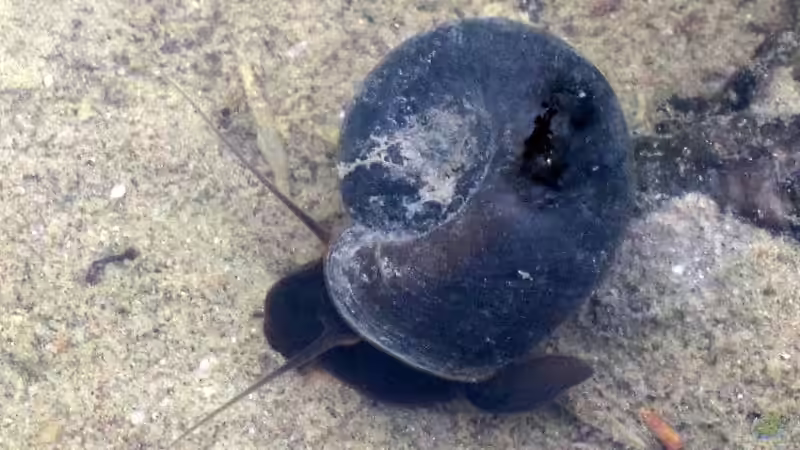 Können es zu viele Schnecken im Gartenteich werden?