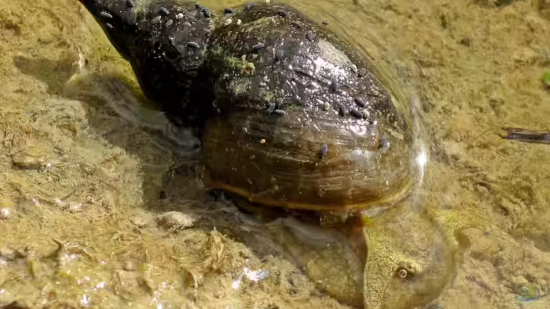 Können es zu viele Schnecken im Gartenteich werden?