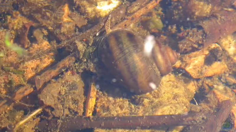 Können es zu viele Schnecken im Gartenteich werden?