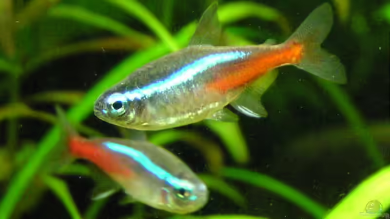 Können Fische hören oder sind sie taub?