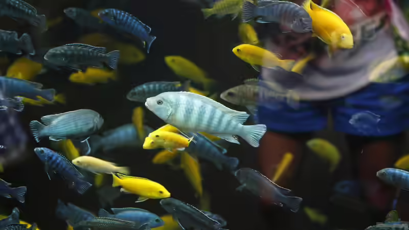 Können Fische hören oder sind sie taub?