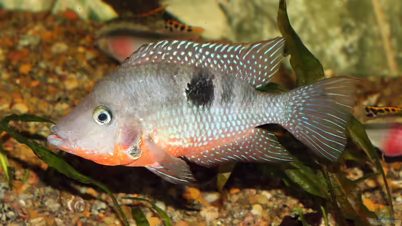 Können Fische hören oder sind sie taub?
