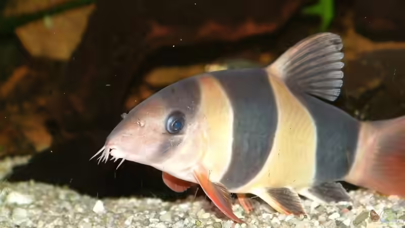 Können Prachtschmerlen artgerecht gehalten werden?