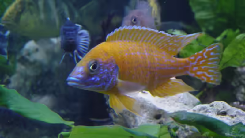 Können Zierfische Schmerzen empfinden?