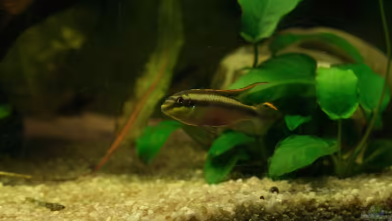 Könnigscichlide Weibchen  von Sunnyboy_72 (22)