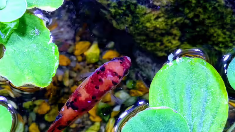 Könnte auch ein Koiteich sein von aquariumwelt (14)