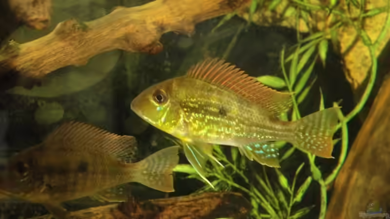 könnte das Tier links weiblich und das rechte männlich sein? von Laura (57)