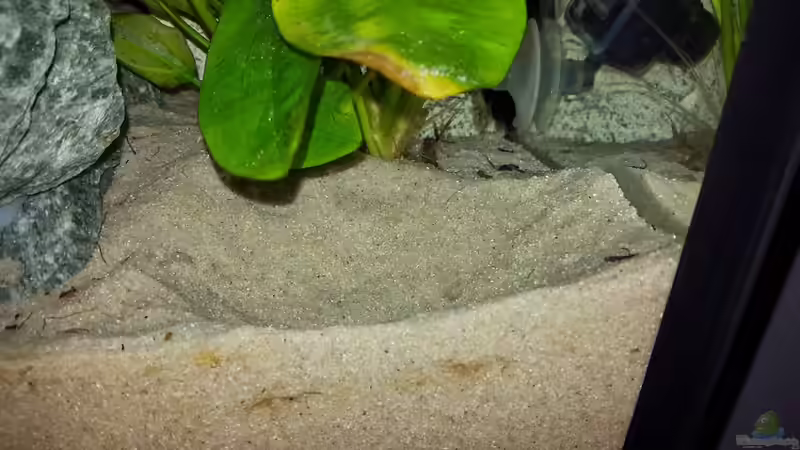 Könnte dies eine Laichgrube sein? Heute nach einem längeren Kampf ausgebuddelt von Malawi Zürich (17)