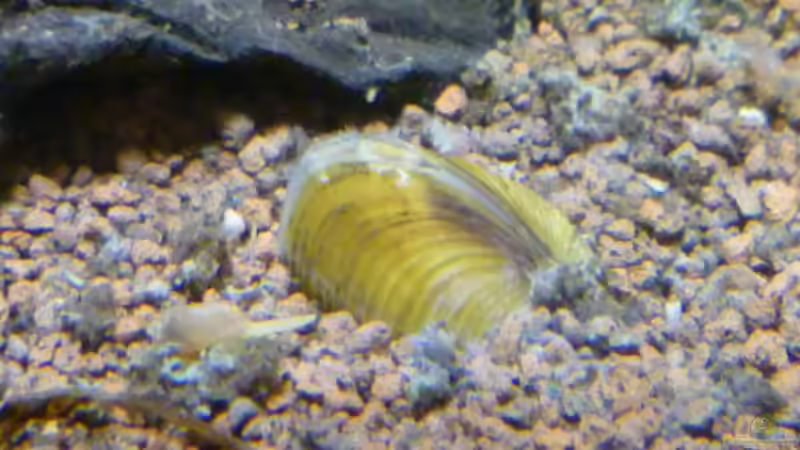 Körbchenmuscheln (Corbicula javanicus) von garnelenhobby (5)