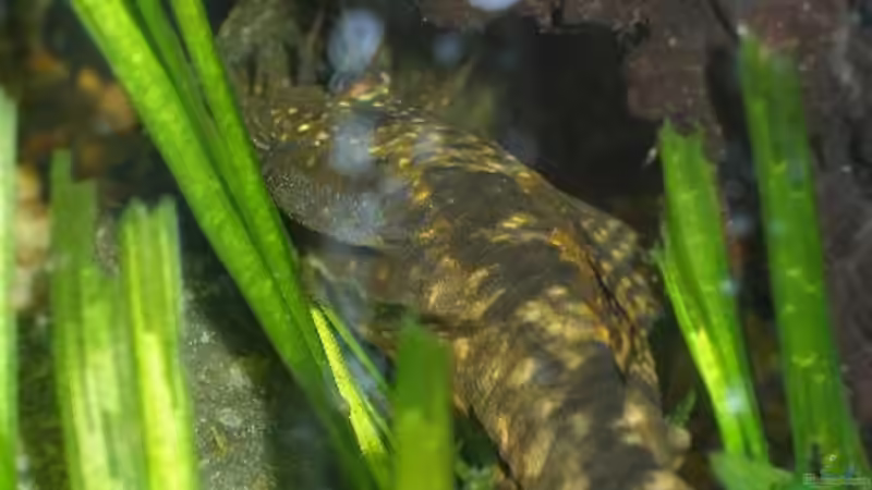 Körper blauer Antennenwels von Maja Knodel (22)