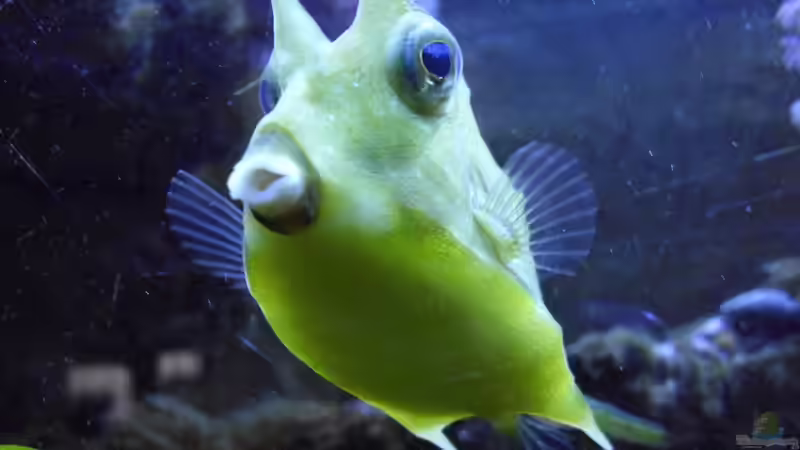 Kofferfisch von mr.boomBASCHTIc (16)