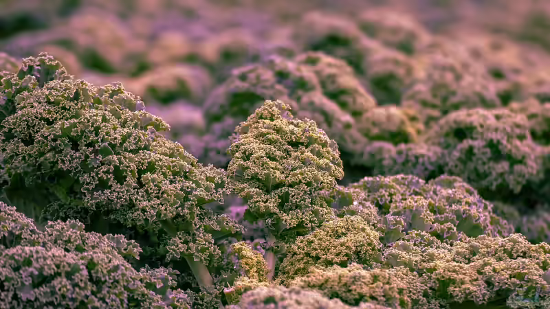 Kohl im Garten anpflanzen: Ein umfassender Leitfaden für Hobbygärtner