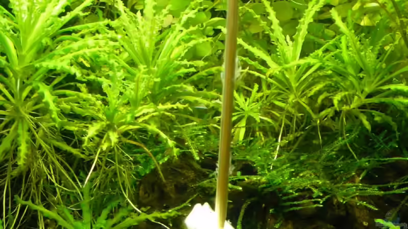 Krebse im Aquarium halten (Einrichtungsbeispiele für Krebs-Aquarien)