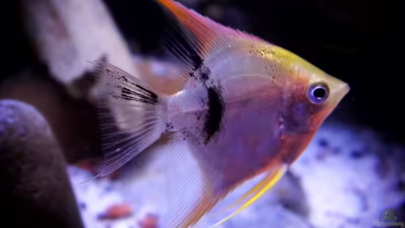 Koi - Skalar von snooze (101)