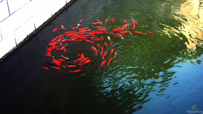 Koi-Karpfen und Goldfische gemeinsam im Teich halten: Eine gute Idee?