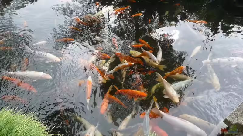 Koi-Karpfen und Goldfische gemeinsam im Teich halten: Eine gute Idee?