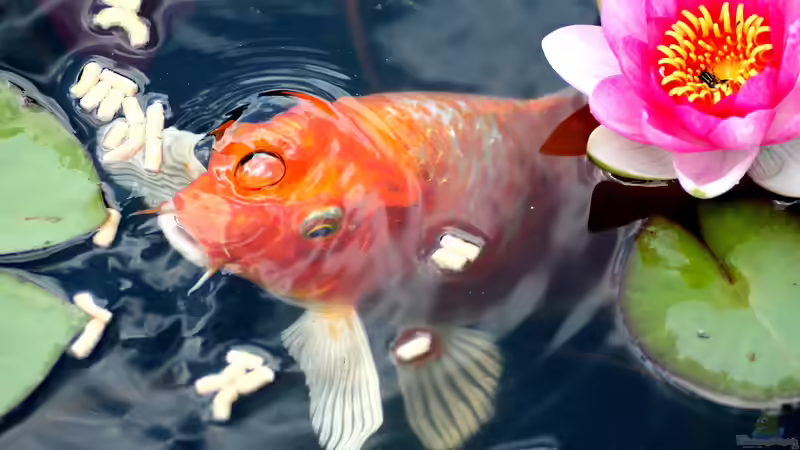 Koi-Karpfen und Goldfische gemeinsam im Teich halten: Eine gute Idee?
