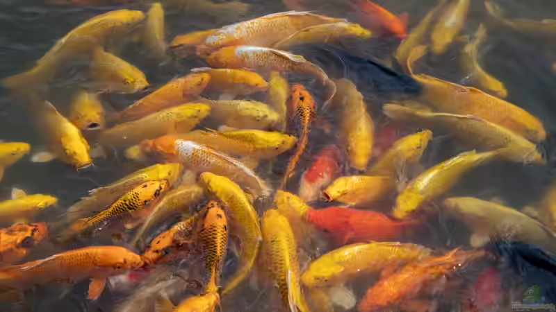 Koi-Karpfen und Goldfische gemeinsam im Teich halten: Eine gute Idee?