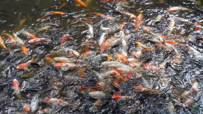 Koi-Karpfen und Goldfische gemeinsam im Teich halten: Eine gute Idee?