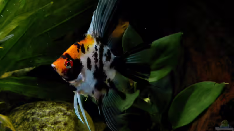 Koi Skalar 07.08.15 von nokoeh (30)