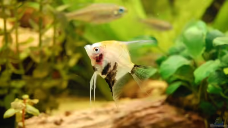 Koi Skalar von Dennis (18)