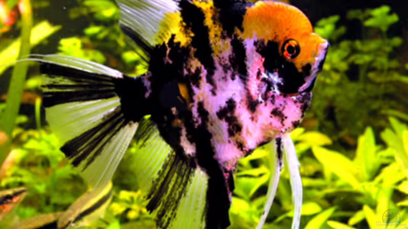 Koi-Skalar von Fossybear (49)