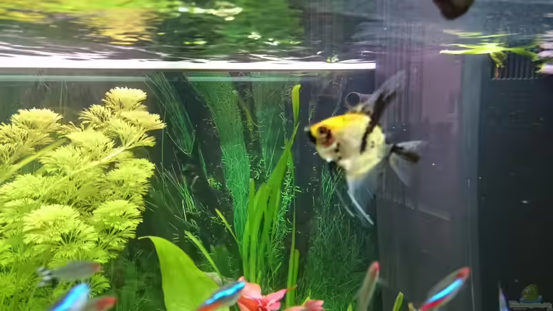 Koi-Skalar von Pfaelzer (8)