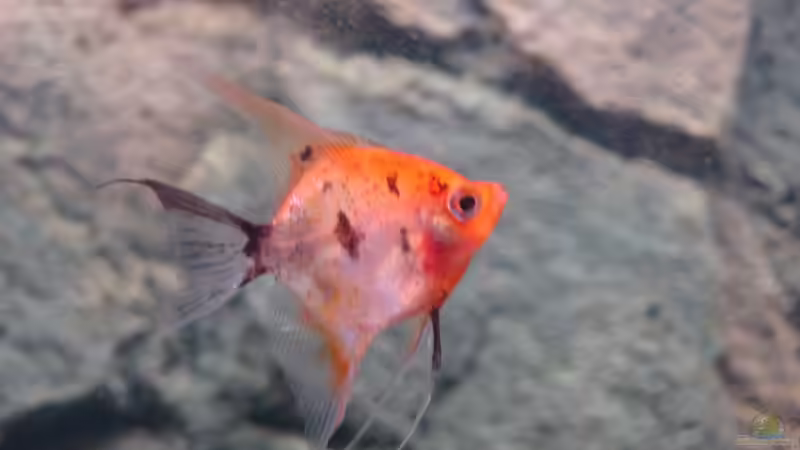 Koi Skalar von Poldi1981 (10)