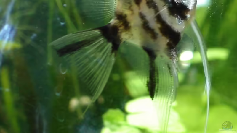 Koi-Skalar von quickmike (14)