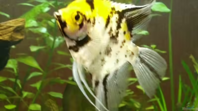 Koi Skalar von Sascha Görtemöller (8)