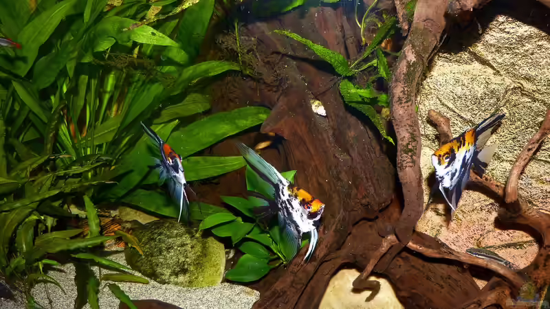 Koi Skalare 07.08.15 von nokoeh (28)