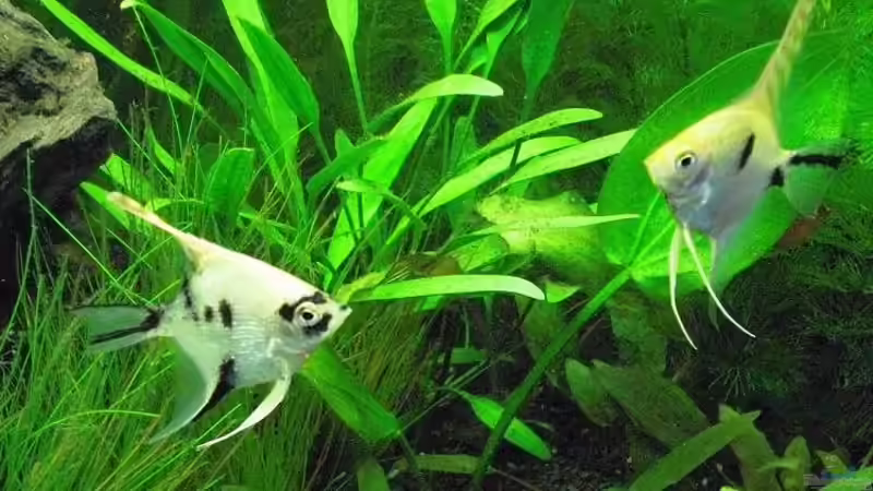 Koi-Skalare von Becke (14)