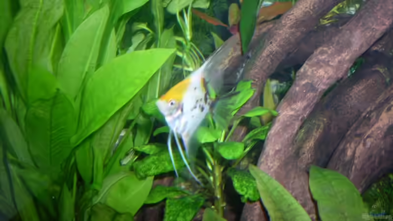 Koiskalar von AQ Nano (17)